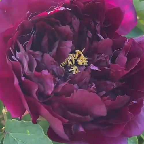 Black Faced Peony suppliers