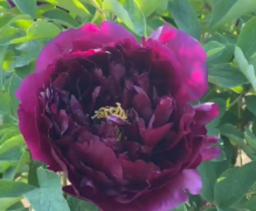 Black Faced Peony factory