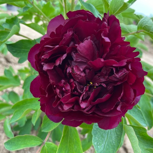 Black Faced Peony best