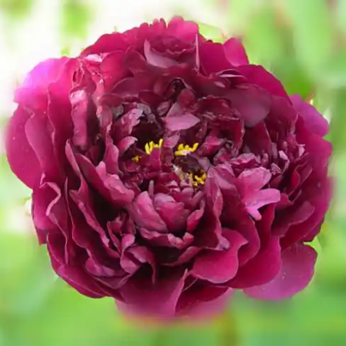 Black Faced Peony high quality