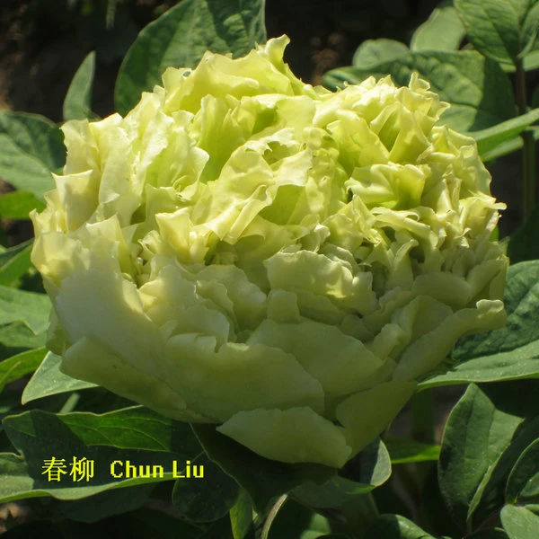 Green Peony Seedlings