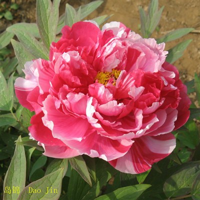 Mitmevärvilised pojengi seemikud