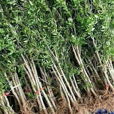 Granaatõuna seemikud