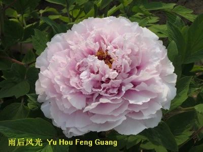 Puu pojeng Yu Hou Feng Guang